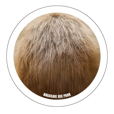 【長崎バイオパーク公式】クッション(カピバラ)