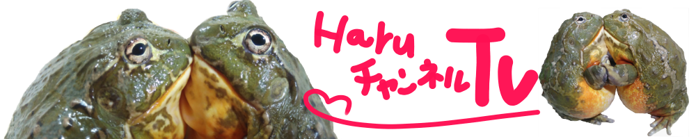 HARUチャンネルTV