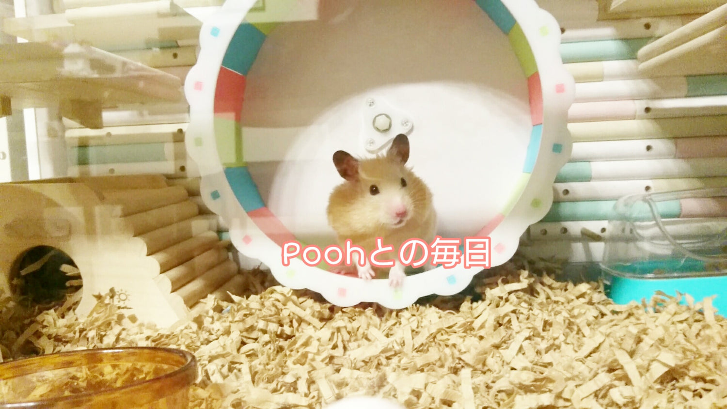 Poohとの毎日