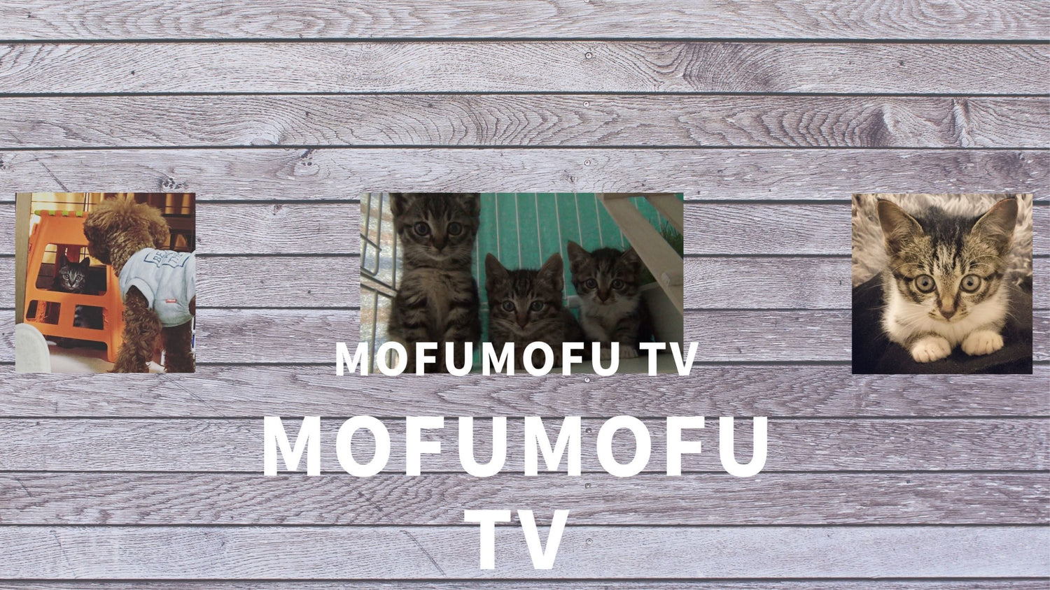 もふもふテレビ