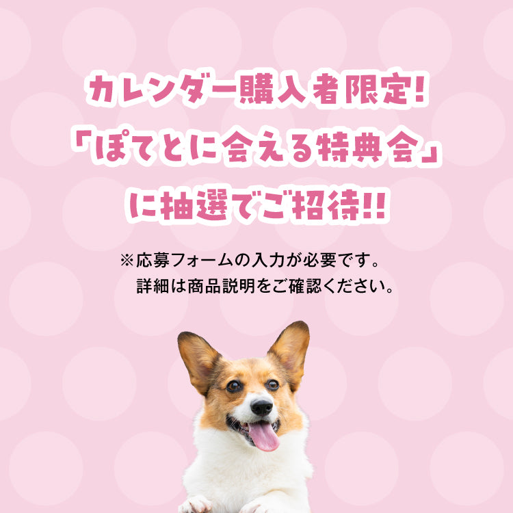 12月発送&amp;「金額に応じた特典」対象外_ぽてとの冒険【コーギー】_ぽてとのカレンダー2025